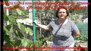 Некроз винограда, почему рукав винограда плохо растет? Пузенко Наталья Лариасовна