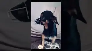 Я злой волк!