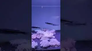 Unbelievable upside down Jellyfish #jellyfishentertainment #dubai #fishtank