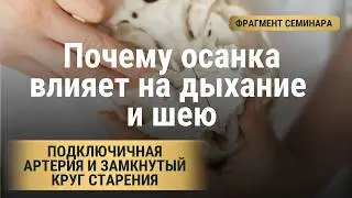 Лестничные мышцы фрагмент семинара Алгоритм Молодости Ольги Турбиной