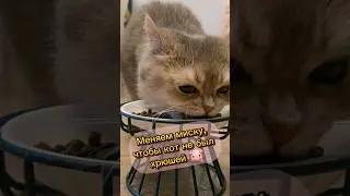 Меняем миску, чтобы 🐈 не был 🐖 #cats