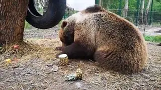 Мансур любит покушать/Bear Mansur