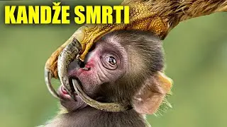 Čak Se i Orlovi Plaše Ove Smrtonosne Ptice