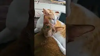С кем поведёшься, от того и наберёшься 😸 