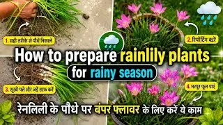 How to prepare rainlily plants for rainy season/रेनलिली के पौधे पर बंपर फ्लावर के लिए करें ये काम 