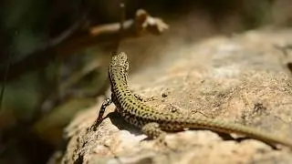 Trying to catch a lizard with my bare hands on Vis island (Podarcis m. melisellensis)
