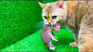 Momma cat carries kittens in the teeth