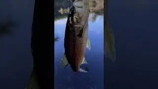 Springtime bass fishing in the mid coast Maine region 2024. #fishing #bass #spottedbaybass #maine