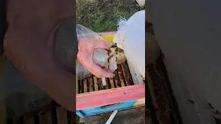 Выпускаем маток! 