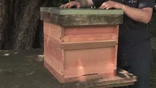 How to Make your Own Beehive