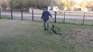 Orlando Dog Training with Central Florida Dog Trainer, Bob Gailey.
