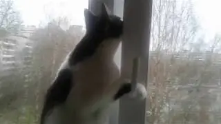 ДОМАШНИЕ ПИТОМЦЫ ЧТО ДЕЛАЕТ НАШ КОТИК, БЕЗОБРАЗИЕ?