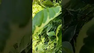 Xiaomi 12 тест видео