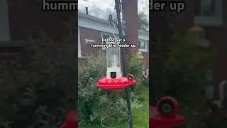 Tips to keep #hummingbirds safe ❤️ #birds #hummingbird  #hummingbirdfeeder #birdwatching #birdlover