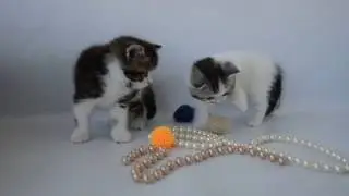 Шотландские котята