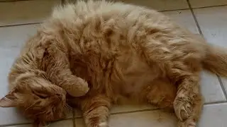 КОШАЧЬЯ ФИЛОСОФИЯ А ПРИЧЕМ ТУТ АРХИМЕД ?