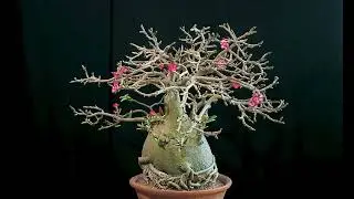 Adenium