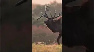 Amazing video animals ❤️ #like #subscribe #share #trending