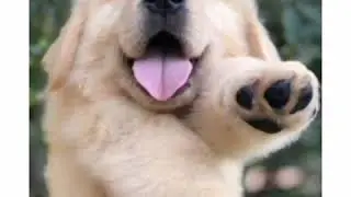 Fondos de Pantalla 4k hd De gatos y perros