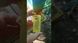 Бакфаст ИО от Маттиаса Энгеля. #бакфаст #bee #пчеловодство #рязань
