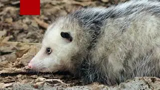 Opossum Fun Facts for Kids