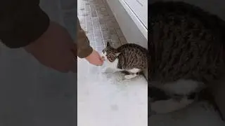 Холодные голодные будни животных 