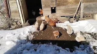 Весенняя прогулка кур