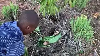 Using leaves to make organic fertilizer