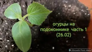 Огурцы на подоконнике. Часть 1 #ОгурцыНаПодоконнике #ОгородНаПодоконнике