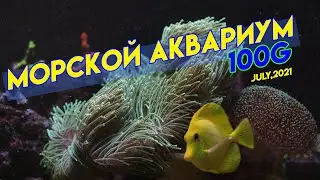 морской аквариум 300 литров. мягкие кораллы. морской аквариум. lps coral reef tank. relax aquarium.