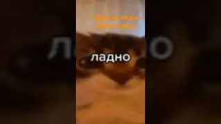 котик🐈милый