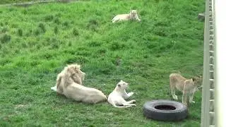 Малыши и взрослые львы живут одной большой семьёй🦁🐾 ПАРК ЗЕМЛЯ ПРАЙДА 🌿