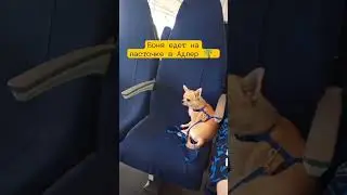 Чихуахуа Боня едет на ласточке в Адлер 🌴).
