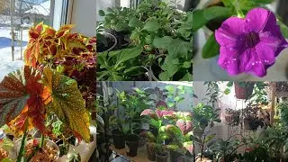 My plants. Work is in full swing: cuttings, replanting. 03/17/2024 Vladimir region.