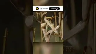 Кузнечики настоящие монстры. Пестрый кузнечик