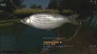 Fisher Online: Херсон, тарань