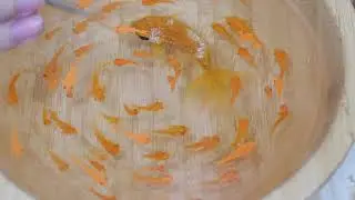 Resin Fish Painting Tutorial Day 11