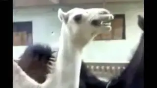 Смех верблюда