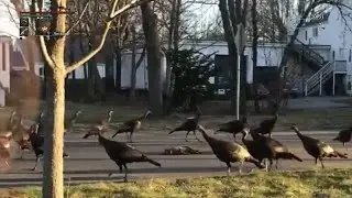 A sacrifice for the Great Ones