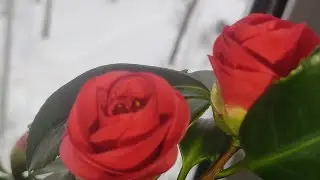 Что цветëт зимой на балконе 🌸🌿
