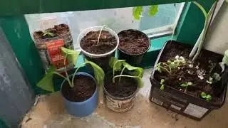 Starting my mini garden in our mini balcony