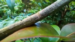 ulat badori calon menjadi kupu kupu gajah