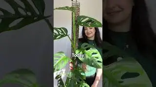 Monstera Adansonii Growth