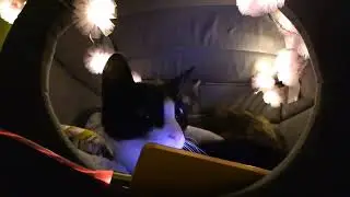 softly cozy cats