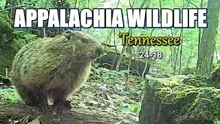Appalachia Wildlife Video 24-18 of As The Ridge Turns in the Foothills of the Smoky Mountains