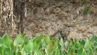 Jaguar killing large caiman 4/7 - Jaguar Research Center