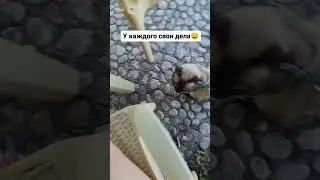 У каждого свои дела😄😄😄 #блогер #кот #животные #юмор