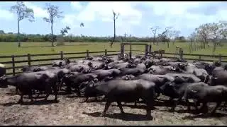 Retiro Novo Horizonte Rio Coatá Chaves PA📷🐃🇧🇷