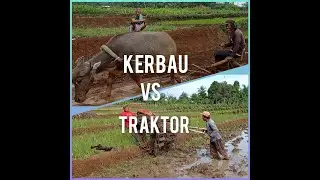 Kerbau VS Traktor ( Suasana Alam Pedesaan yang Bikin Betah)