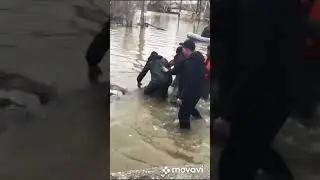 Кришнаиты не помогли корове. Материалисты спасли корову.